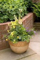 Terracotta container with Verbascum 'Jackie', Lysimachia 'Outback Sunset', Nicotiana 'Lime' and Campanula garganica