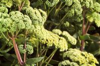 Sedum telephium 'Gooseberry Fool'