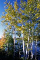 Betula papyrifera - Paper Birch in Maine, USA in autumn