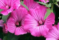 Lavatera trimestris 'Silver Cup'