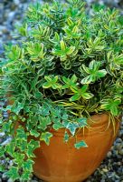 Winter container with  Hebe x franciscana 'Variegata', Hedera, Carex oshimensis 'Evergold'