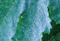 Mildew on marrow leaf