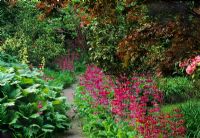 Gravel path and colourful spring border in woodland garden at Arbigland, Dumfries