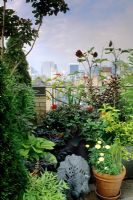 Roof garden with display of containers with summer planting view to city 
