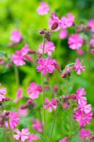 Silene dioica - Red Campion