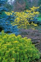 Winter border with Pinus mugo 'Wintergold', Abies procera prostrata, Microbiota decussata and Hamamelis x intermedia 'Pallida' in January 