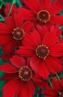 Coreopsis 'Limerock Ruby' 