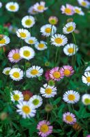 Erigeron karvinskianus - Mexican Fleabane 