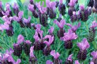 Lavandula stoechas 'Purple Wings' - French Lavender

