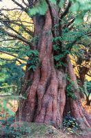 Metasequoia glyptostroboides - Dawn Redwood  at Hilliers Gardens in Hampshire 
