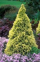 Picea glauca 'J W Daisys White' - White Spruce 