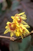 Chimonanthus praecox - Winter Sweet 