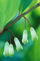 Polygonatum odoratum var pluriflorum 'Variegatum'  - Solomons Seal 