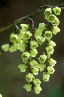 Stachyurus praecox 'Magpie'  