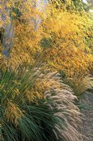 Stipa gigantea - Golden Oats with Pennisetum orientale in July 