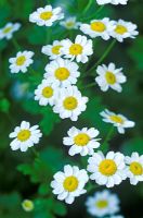 Tanacetum parthenium - Feverfew 