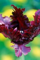 Tulipa 'Black Parrot' - Parrot Tulip 