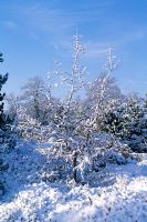 Larix kaempferi 'Diane' - Japanese Larch with snow in winter 