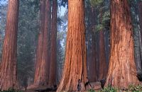 Sequoiadendron giganteum - Giant Redwood 