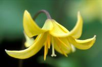 Erythronium 'Pagoda' - Trout Lily