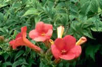 Campsis x tagliabuana 'Madame Galen'