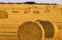 Fields of Straw Bails, Norfolk