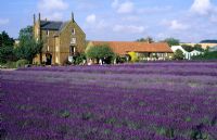 Norfolk Lavender, Caley Mill, Heacham, with visitors