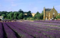 Lavandula - Rows of Lavender at Norfolk Lavender, Caley Mill, Heacham in Norfolk