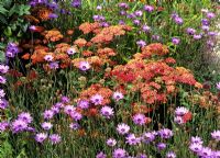 Achillea 'Paprika' with Catananche caerulea