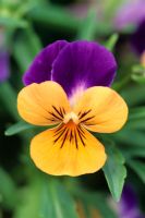Viola cornuta 'Sorbet Orange Duet'