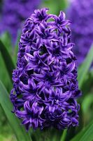 Hyacinthus 'Crystal Palace' - Double Hyacinth