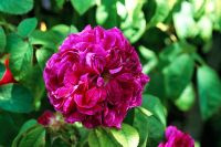 Rosa 'Charles De Mills' - Gallica Rose