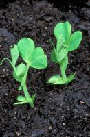 Pea seedlings in April