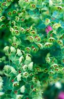 Euphorbia x martinii - National Collection of Euphorbia 