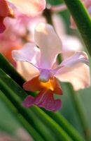 Aeridovanda 'Ilse Kerscher' - Orchid Singapore