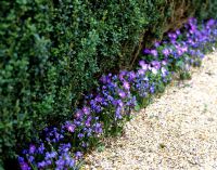 Row of Scilla edging hedge and gravel path 