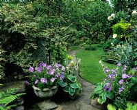 Patio with Petunias and Hostas in pots and view to lawn