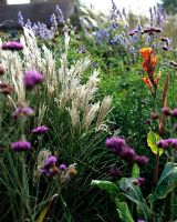 Summer border with ornamental grasses, Verbena and Canna