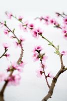 Prunus persica - Peach blossom