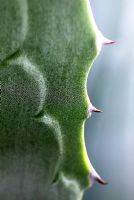 Agave detail
