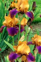 Iris 'Syncopation'