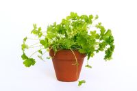 Petroselinum - flat leaf parsley in terracotta pot