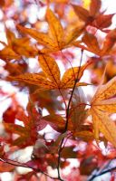 Acer palmatum 'Osakazuki' - Maple