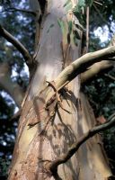 Eucalyptus gunnii - Gum Tree