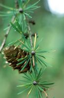 Larix kaempferi - Larch