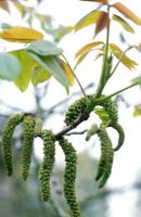 Juglans regia - Walnut tree catkins