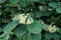 Sorbus thibetica 'John Mitchell' closeup of white flowers in May