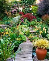 View across a wooden walkway with Acer 'Inazuma', Clematis 'Tentel', Clematis 'Valge Daam' and Primula floridae. In pots Kniphofia 'Apricot and Cream' and Hakonechloa macra 'Aureola' 