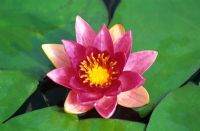 Nymphaea 'Pygmaea Red' - Waterlily