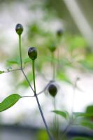 Capsicum - Chillie 'Hot Tepin'